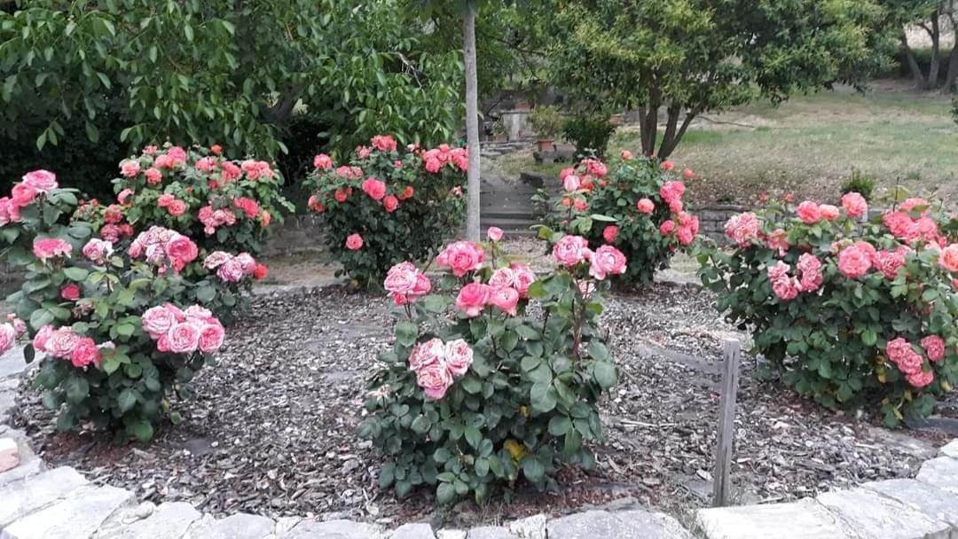 Agriturismo Camera Rosa 托迪 外观 照片